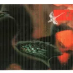 Verba.-.2006.-.Krasnyj.lebed-cover-2a