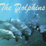 the.dolphins logo 1581590093