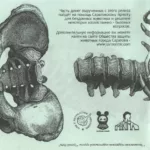 2009.-.Agathocles-Vegativ-cover_4