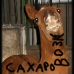 Сахаровозка — Разное (2011)