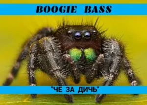 boogie.bass . .2025. .chyo .za .dich cover