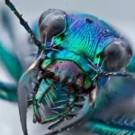 Буги-бас — Элита (2025)