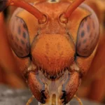 Буги-бас — Полный накал (2025)