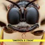 Буги-бас — Смотреть в глаза (2025)