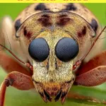 Буги-бас — Соседи (2025)